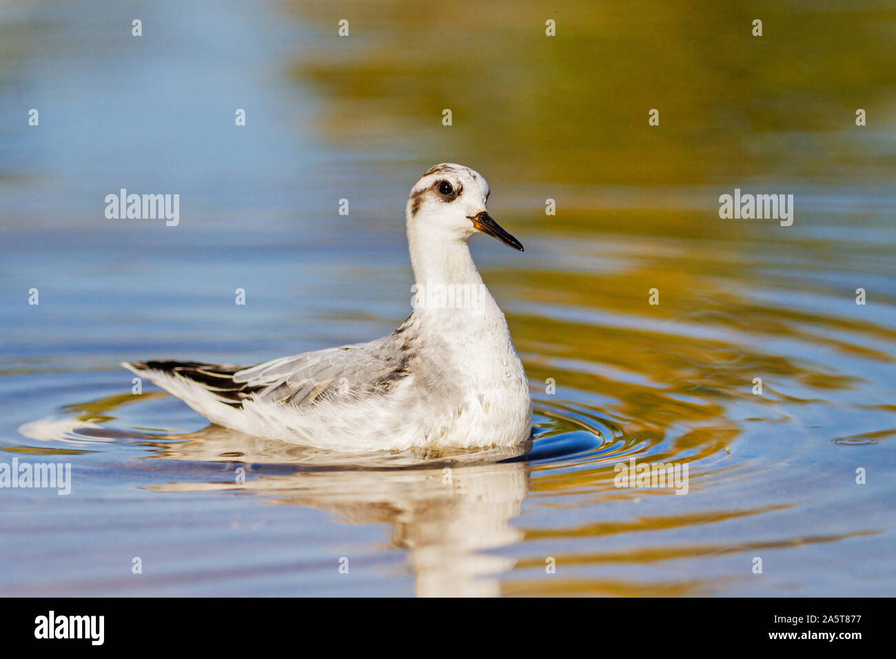 Red phalarope swimming circles looking for food in shallow water Stock Photo