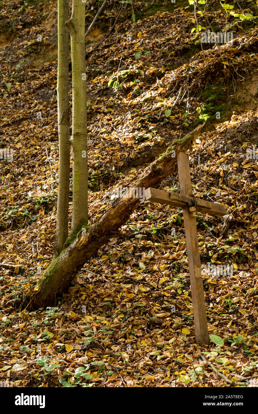 metaphore of new life - an old tree with new trees growing from it ...