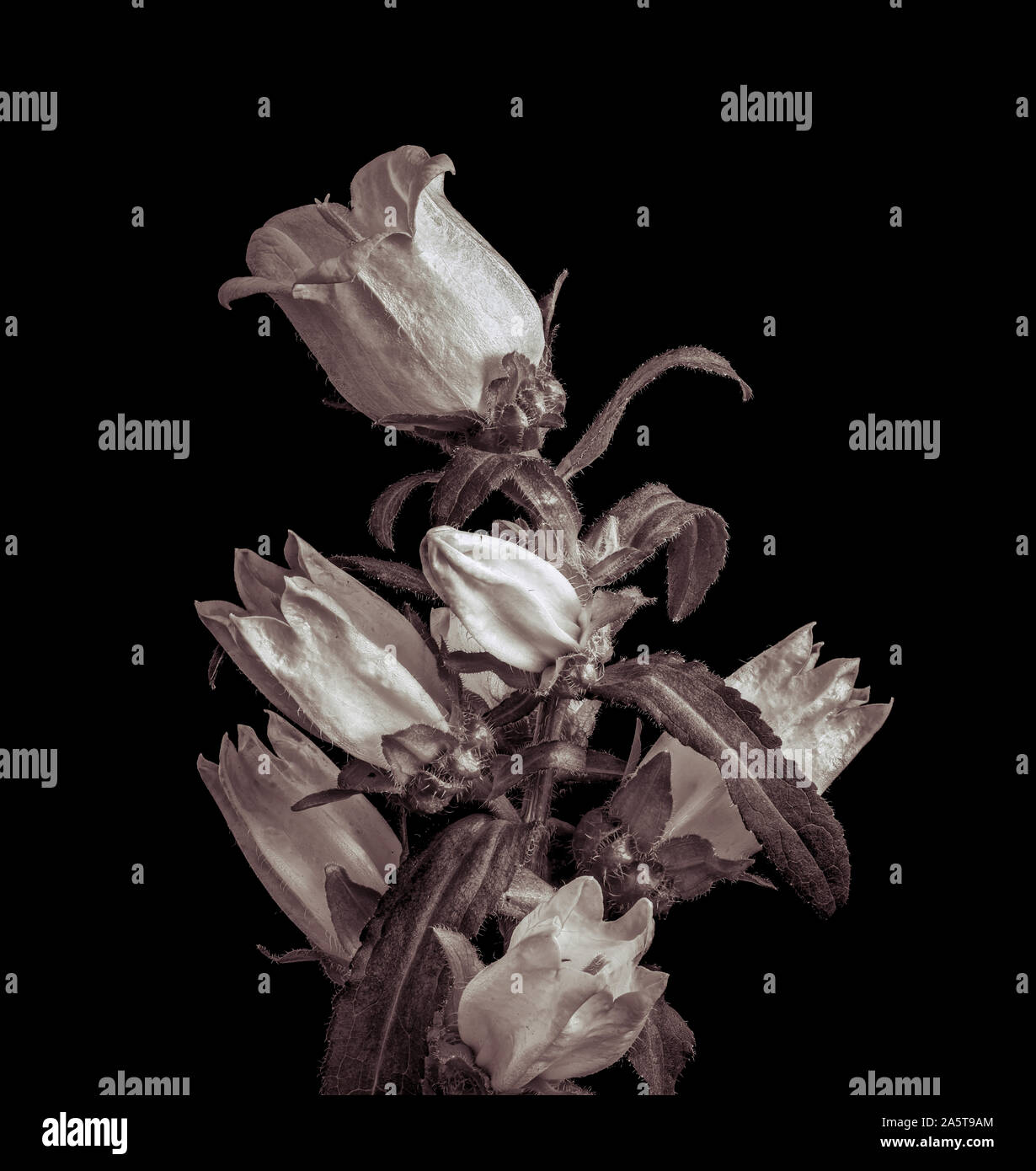 Sepia fine art flower hi-res stock photography and images - Alamy