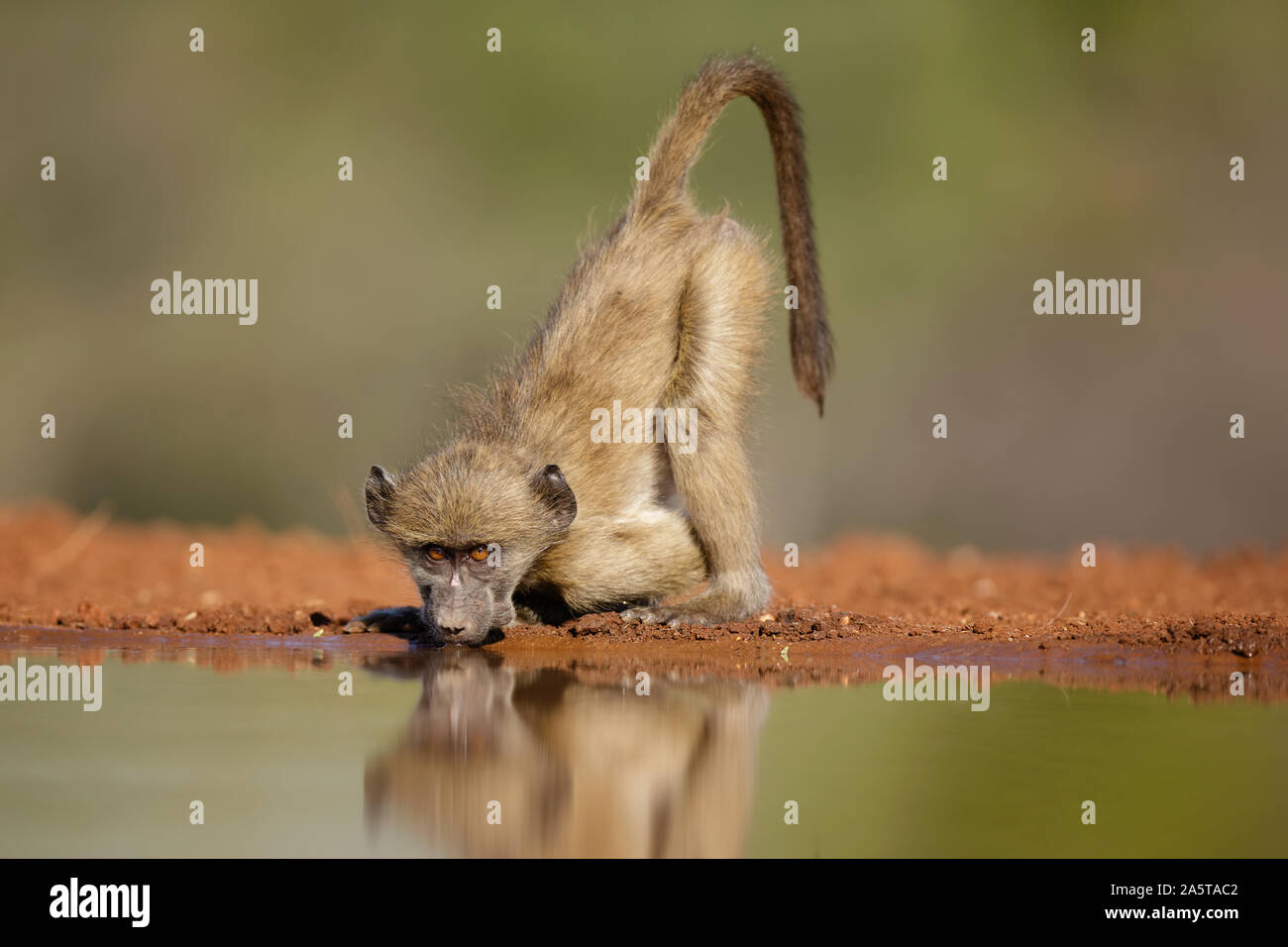 Juvenile Chacma Baboon (Papio ursinus) drinking water, Karongwe Game Reserve, South Africa Stock Photo