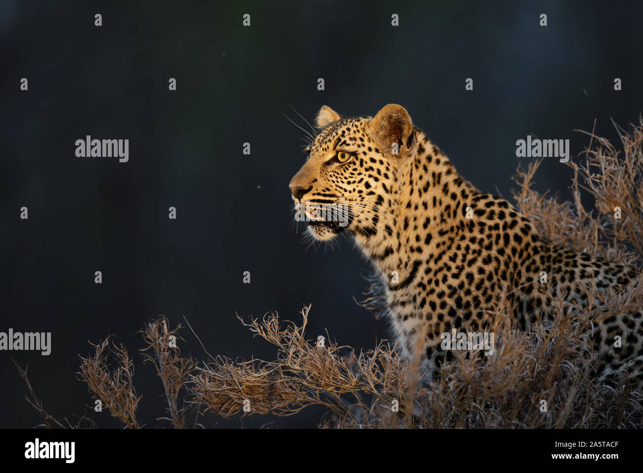 Female Leopard (Panthera pardus) portrait, Sabi Sands Game Reserve, Greater Kruger National Park, South Africa Stock Photo