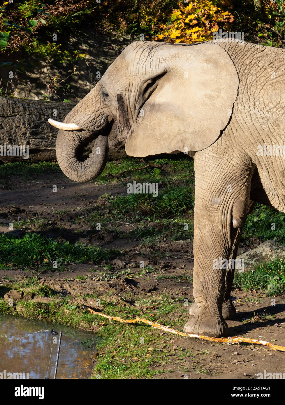 African Elephant at Zoo Zlin Stock Photo
