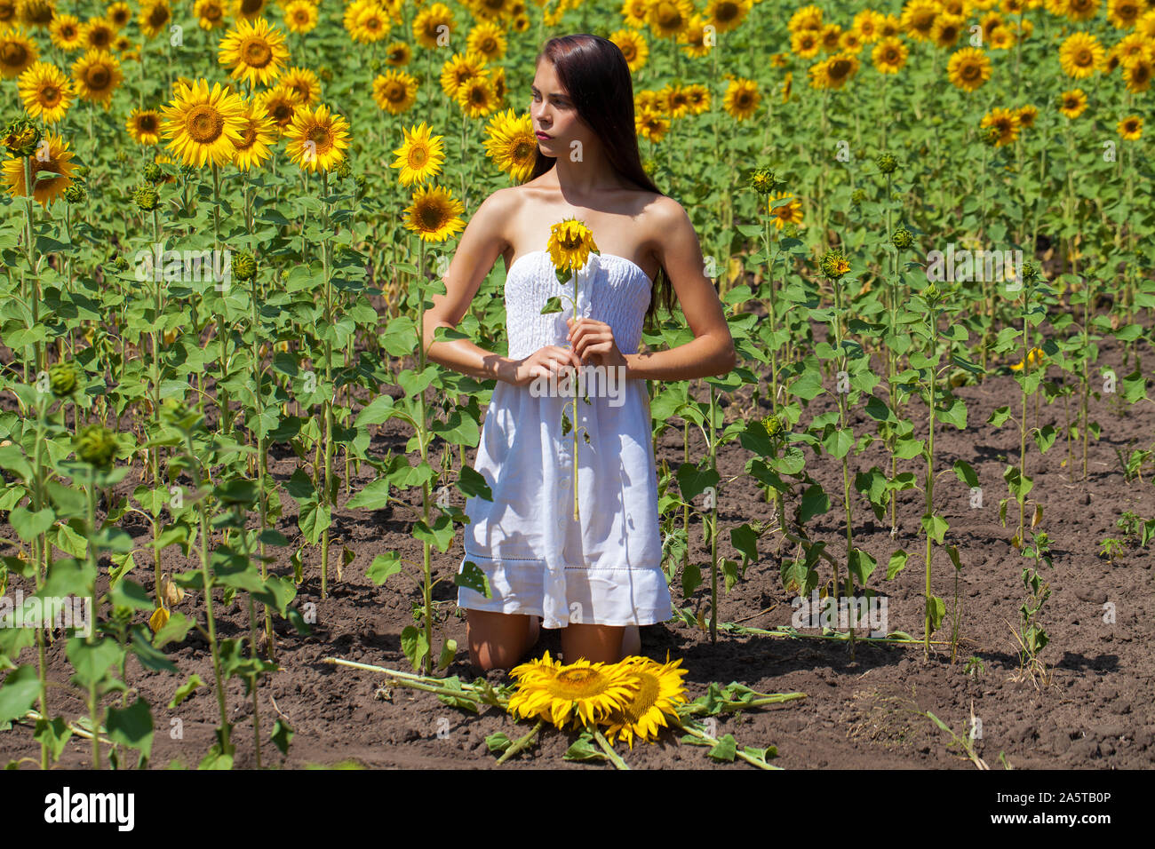 Close up portrait of a young beautiful girl in a field of sunflowers ...