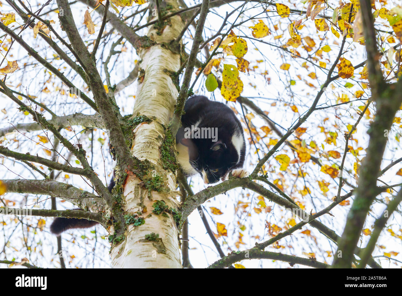 Black and white cat sitting on a birch tree in autumn Stock Photo - Alamy