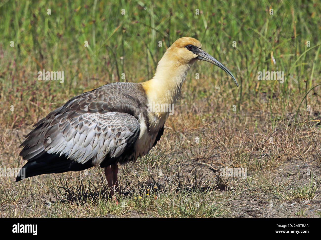 Black-faced Ibis (Theristicus melanopis) adult standing on grass  Puerto Montt, Chile                    January Stock Photo