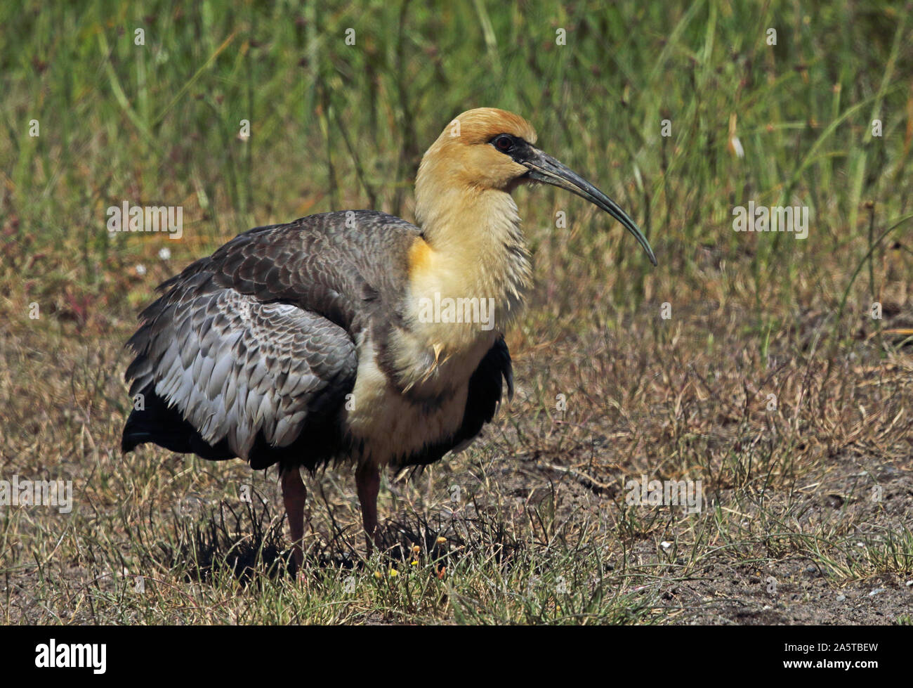 Black-faced Ibis (Theristicus melanopis) adult standing on grass, fluffed up after preening  Puerto Montt, Chile                    January Stock Photo