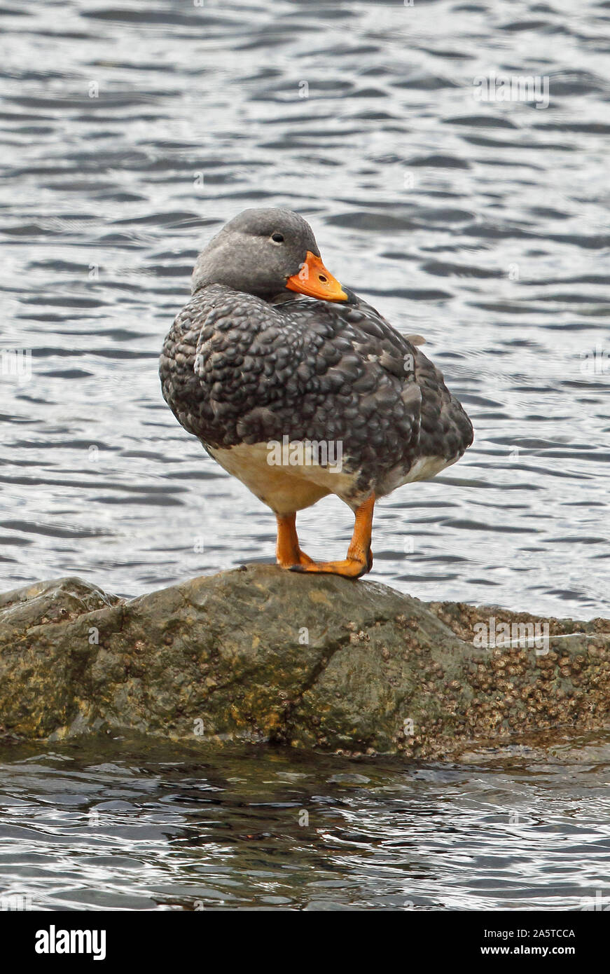 Magellanic Steamerduck (Tachyeres pteneres) adult standing on a rock  Punta Arenas, Chile                    January Stock Photo