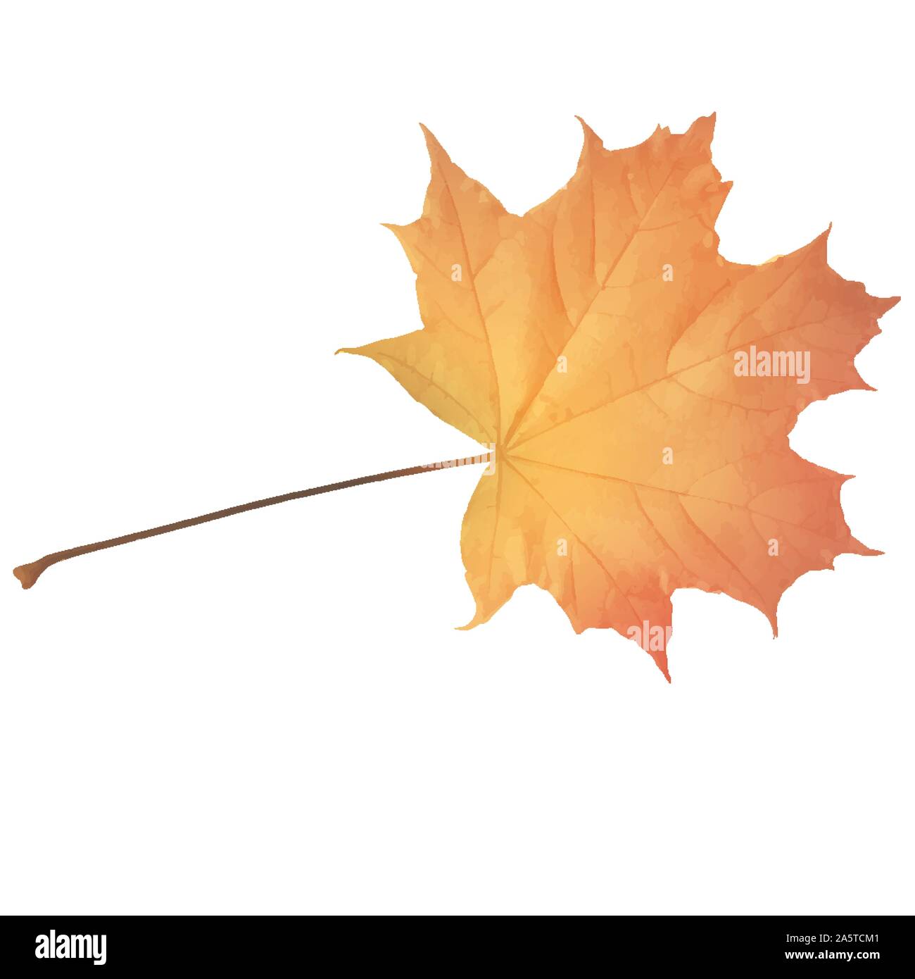 Autumn maple leaf Stock Vector Images - Alamy