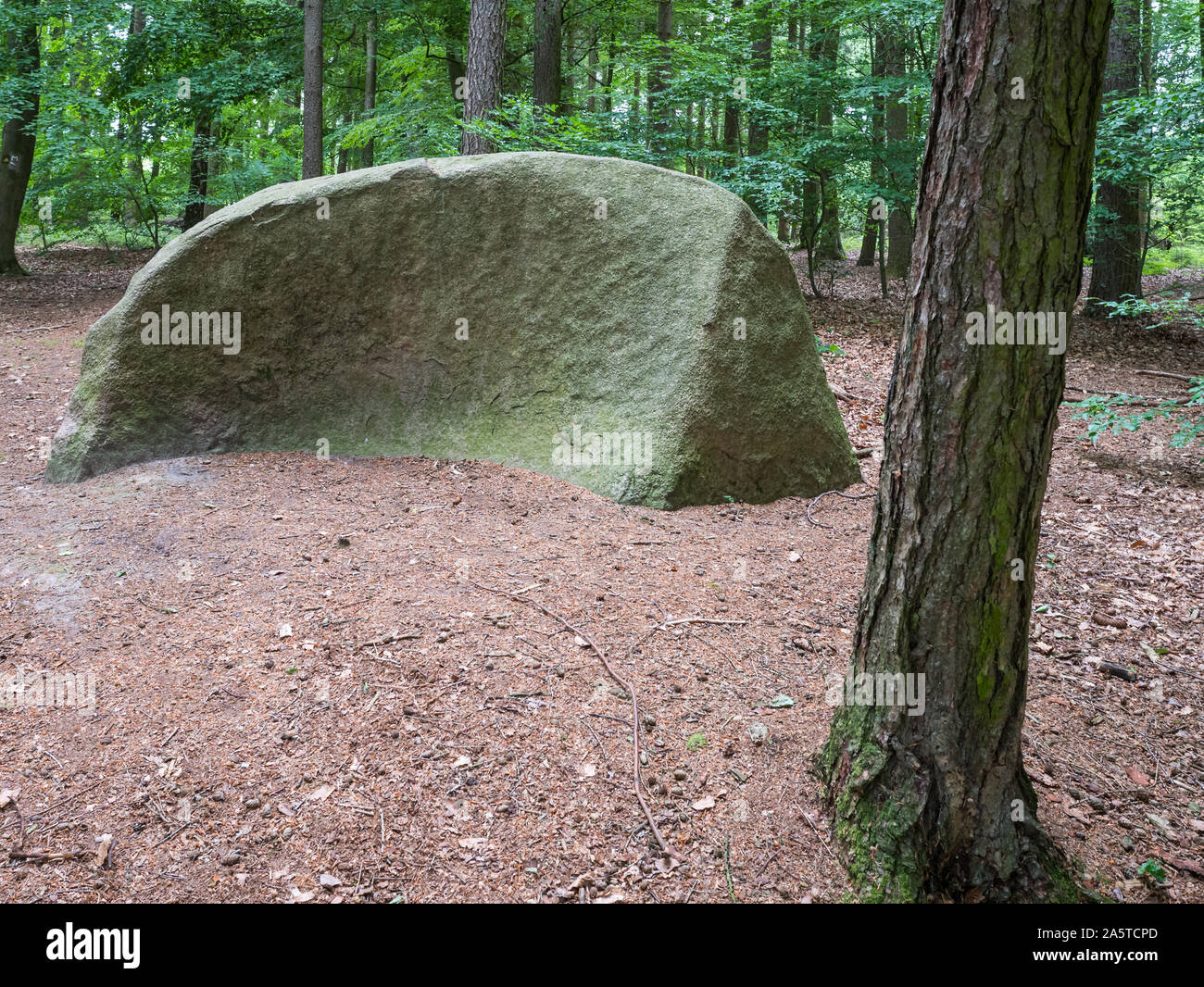 Erratic block "Butterstein" ("the butter stone") in the Gattberg forest