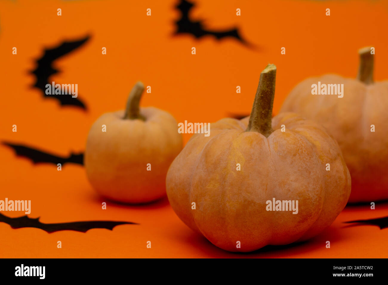 Black bats hi-res stock photography and images - Alamy