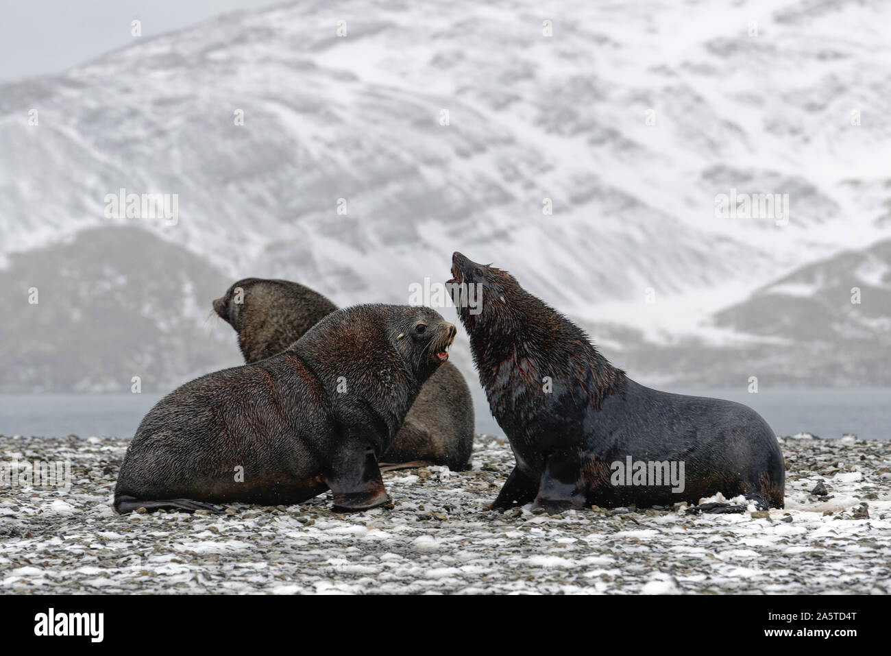 Three Antarctic fur seals (Arctocephalus gazella) in snowy landscape on a pebble beach while snow is falling, South Georgia Stock Photo