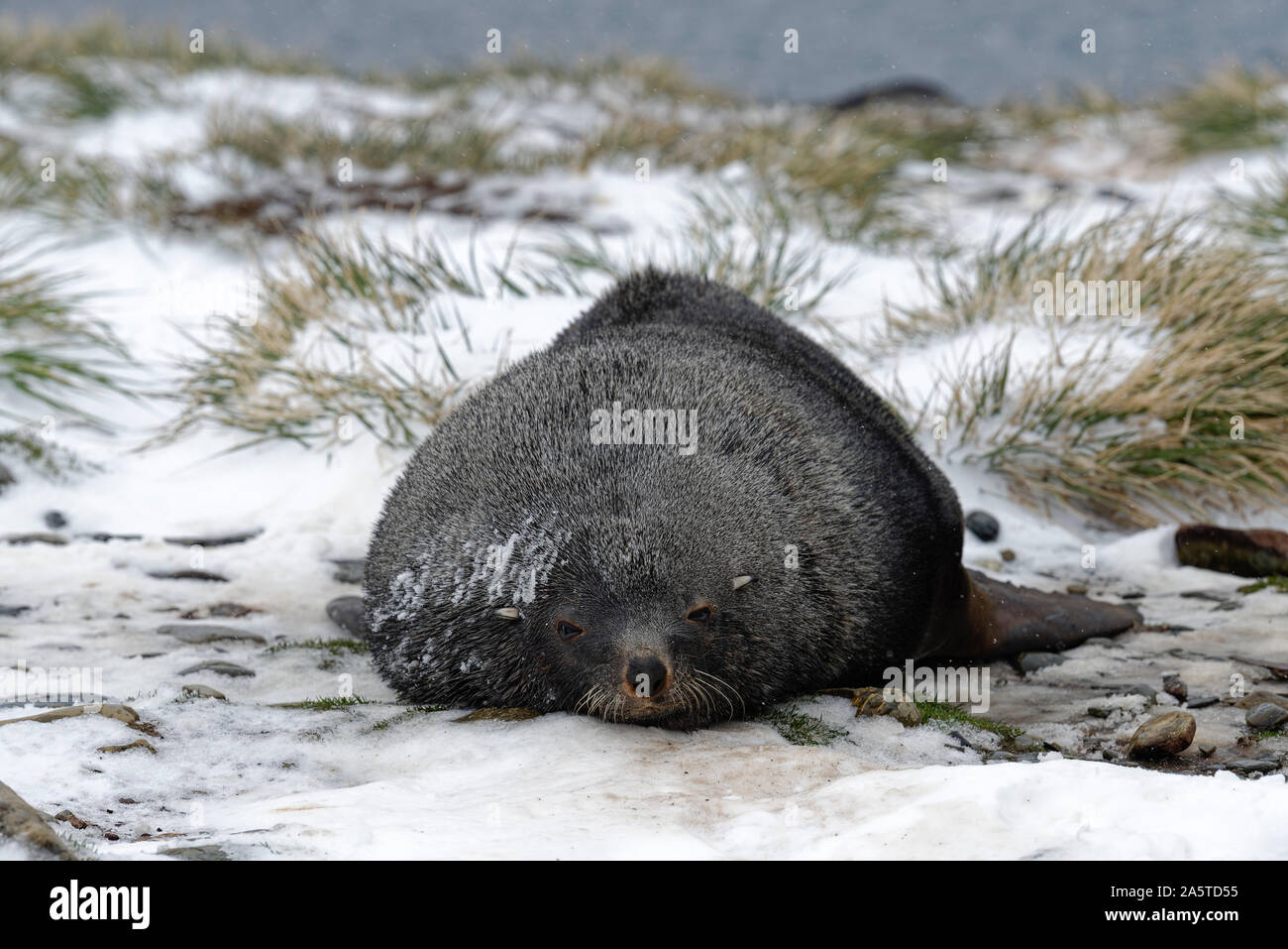 Antarktischer Seebär liegt bei Schneefall im Schnee. Antarctic fur seal (Arctocephalus gazella) on snowy beach while snow is falling. South Georgia Stock Photo