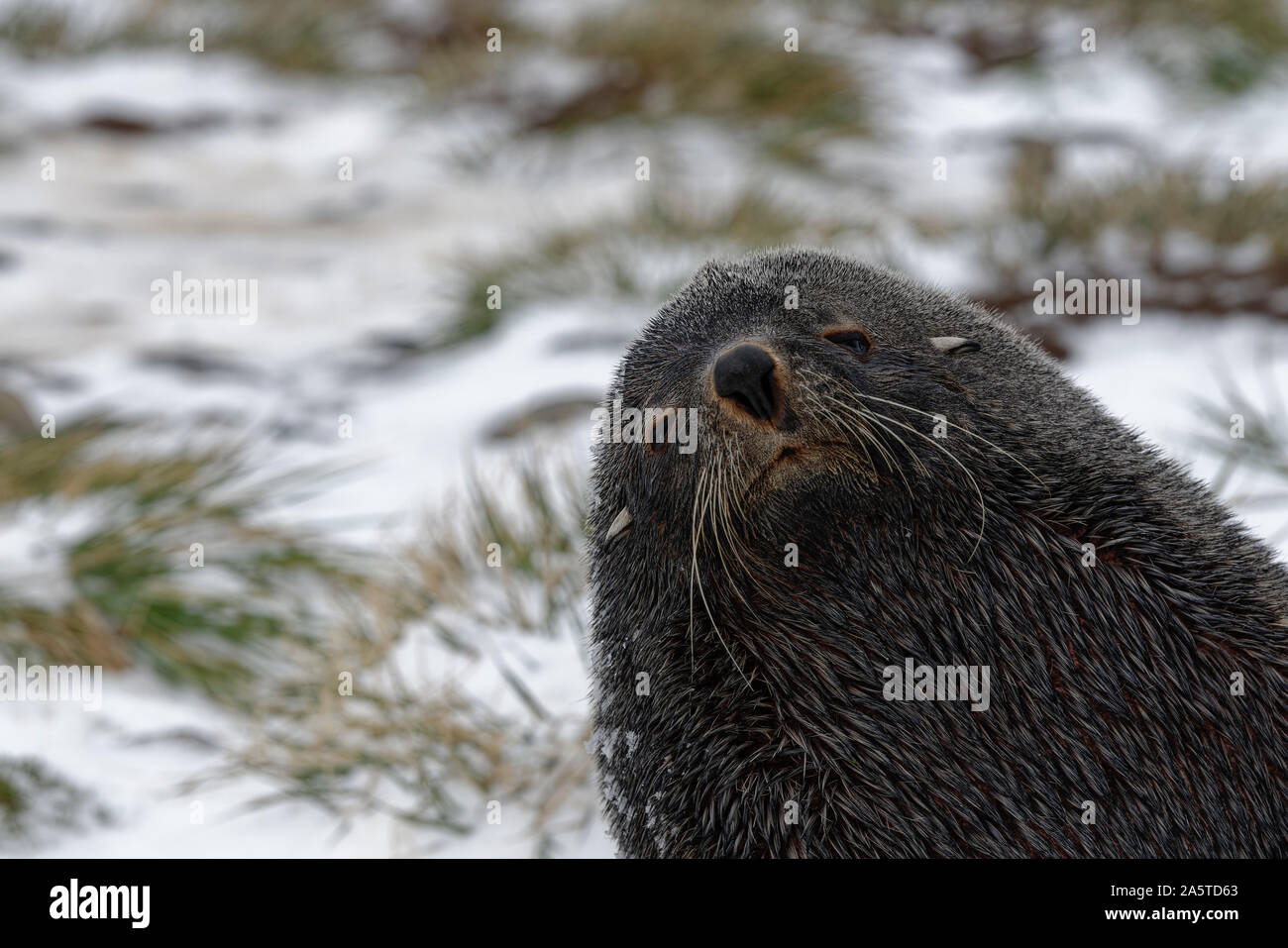 Antarctic fur seal (Arctocephalus gazella) on the beach with snow covered dune grass and snow fall looking to the camera, South Georgia Stock Photo