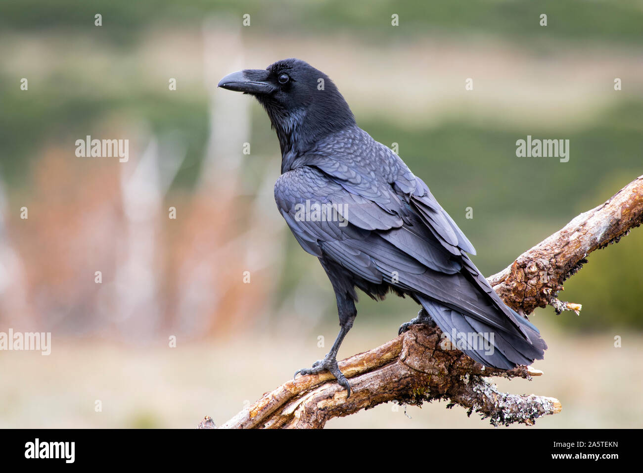 Common raven (Corvus corax), perched on a log. Wild animal life. Stock Photo