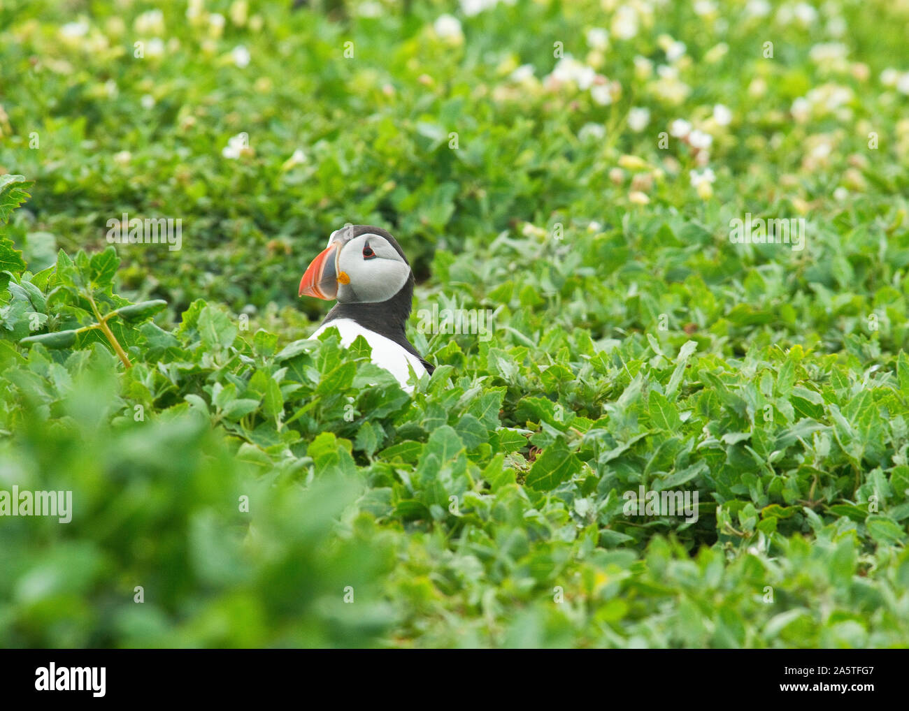 Puffin (Fratercula arctica) hiding among flowers and grass. Farne Islands, Northumberland Stock Photo