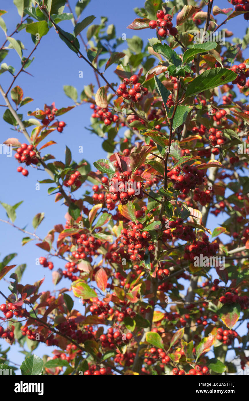 Crataegus persimilis 'Prunifolia splendens' berries in Autumn. Broad -leaved cockspur thorn ‘Prunifolia’. Stock Photo