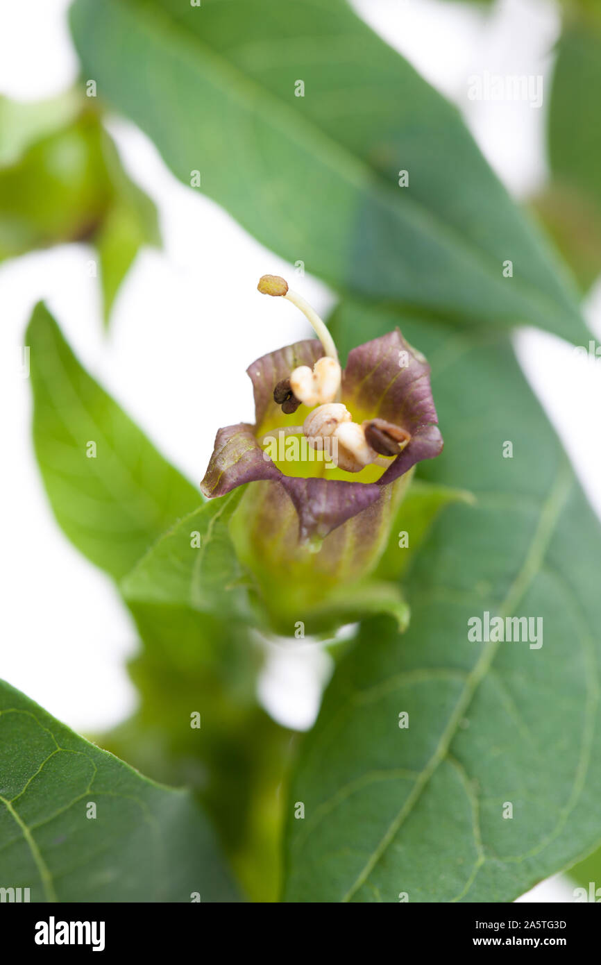 Belladonna (Belladonna) - flower and leaves Stock Photo