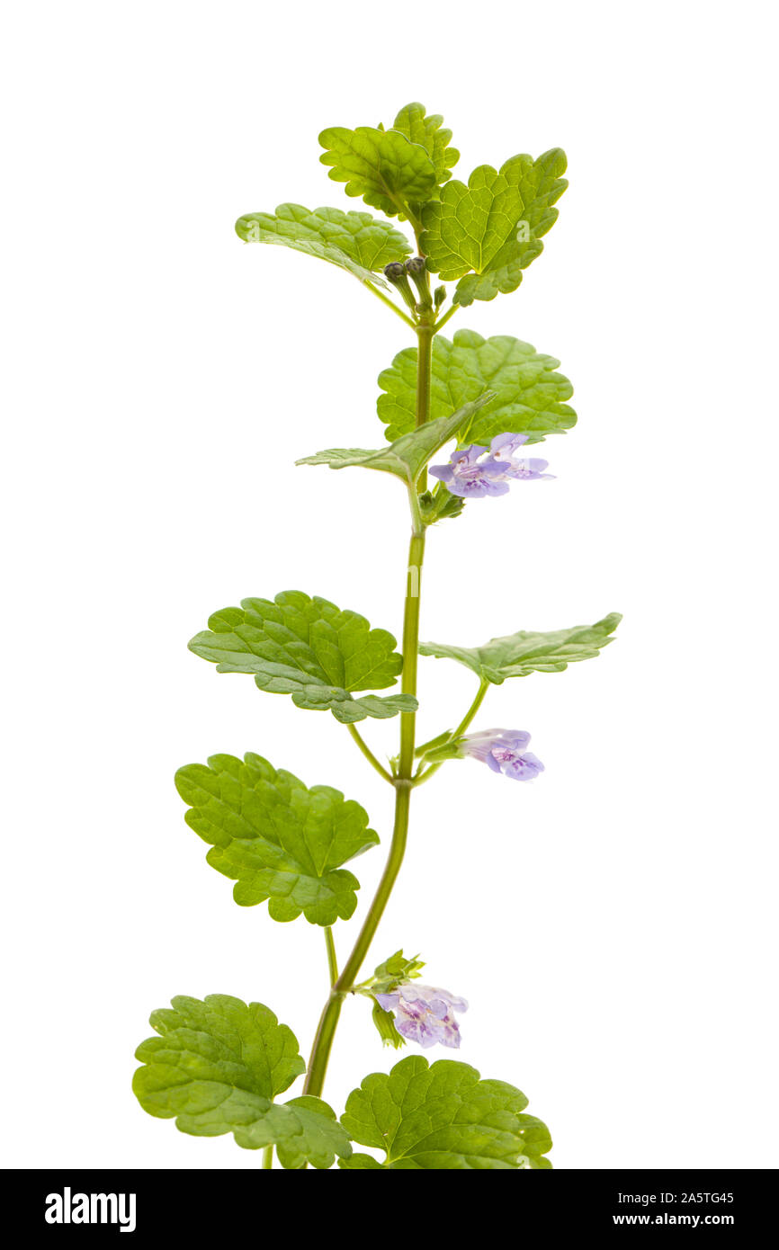 Ground ivy (Glechoma hederacea) standing in front of a white background Stock Photo