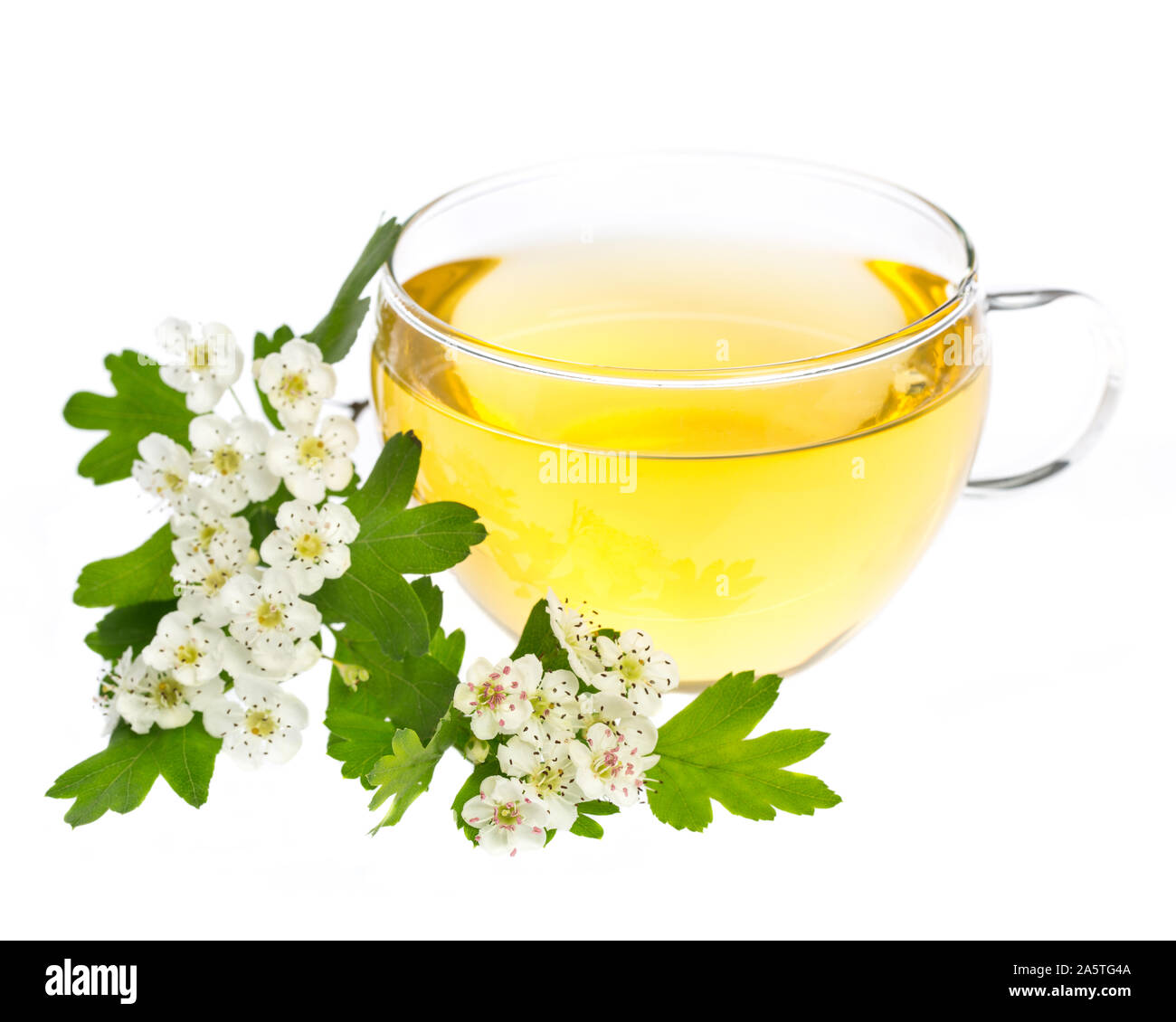 healing plants:  hawthorn (crataegus monogyna) - tea with flowers and leafs Stock Photo