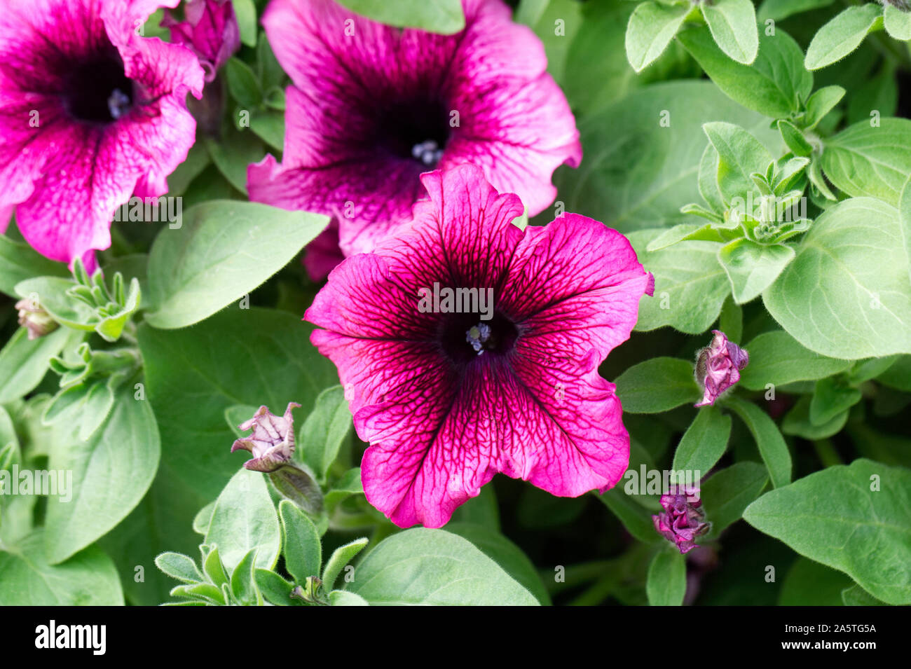 Petunia Fanfare 'Creme de Cassis' flowers. Stock Photo