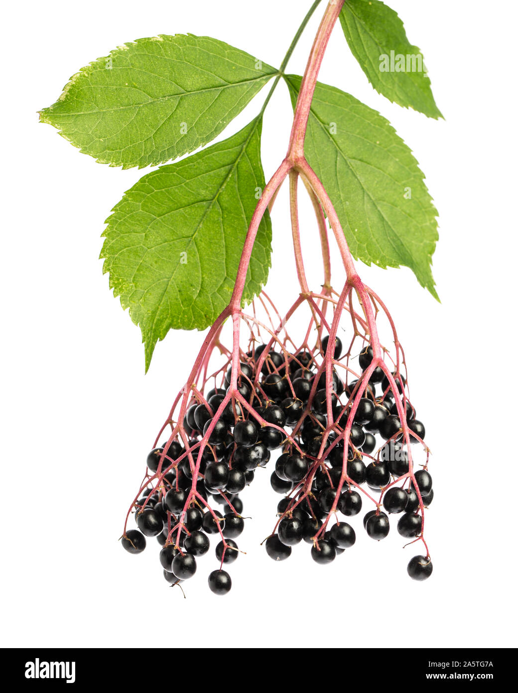 healing plants: Elderberry (sambucus) twig with berries on white background Stock Photo