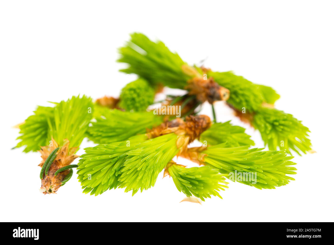 healing plants: Fresh spruce shoots for the 'Maiwipferlsaft' Stock Photo