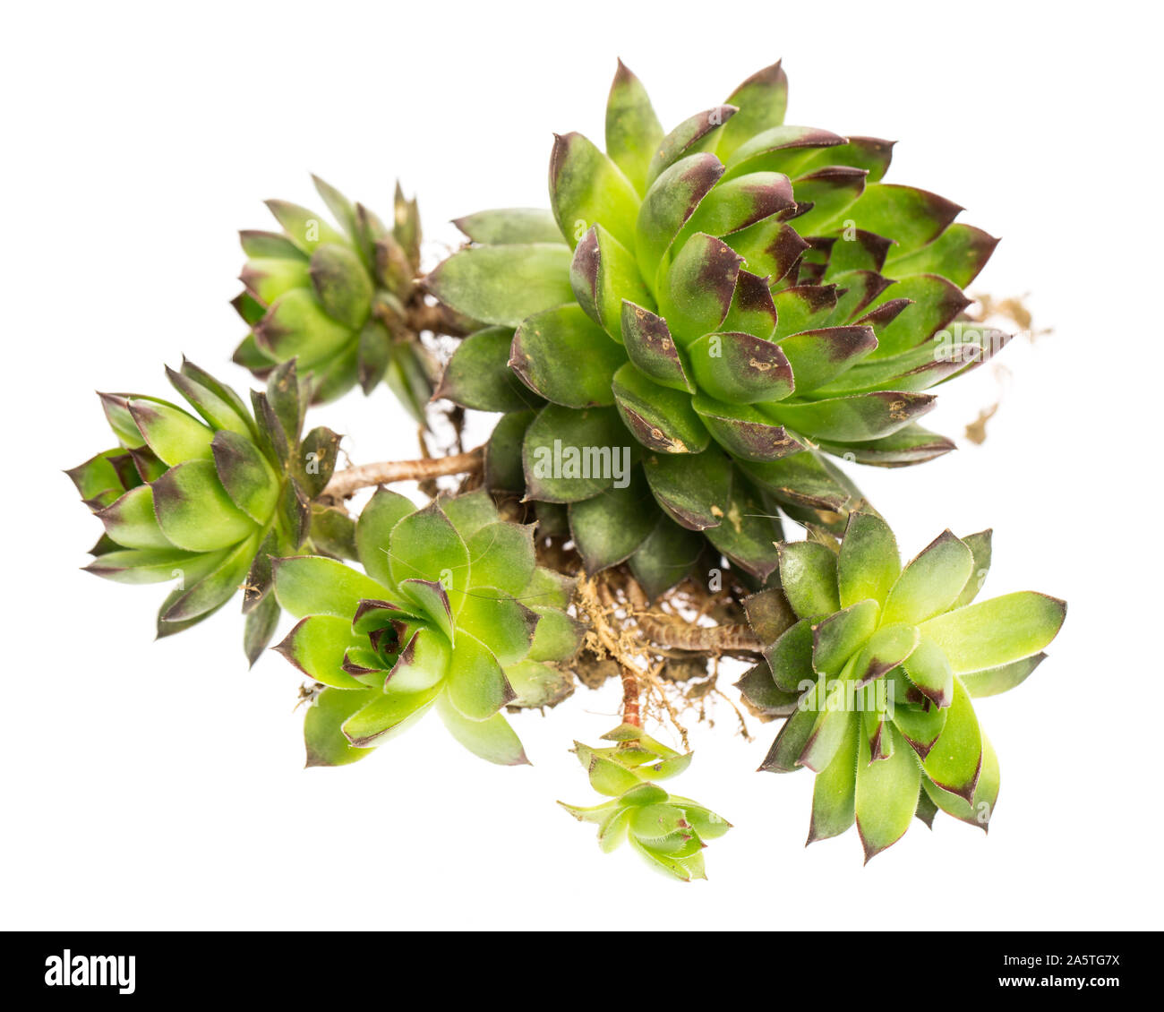 healing plants: Houseleek (Sempervivum) with many stems Stock Photo