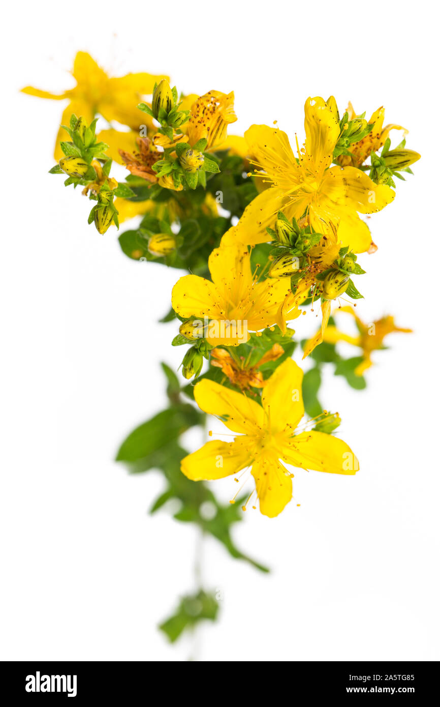 healing plants: St. John's Wort (Hypericum perforatum) on white background from a bird´s eye view Stock Photo