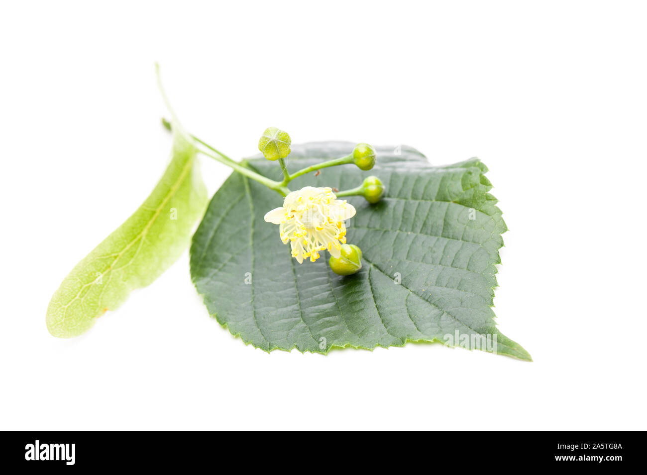 Lime (Tilia grandifolia) flower and leaf on a white background Stock Photo