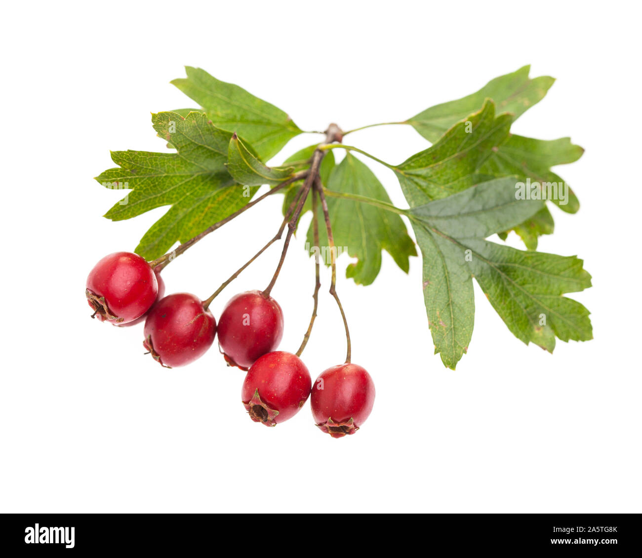 medicinal plants: Crataegus monogyna (Crataegus monogyna) with red berries isolated on white background Stock Photo