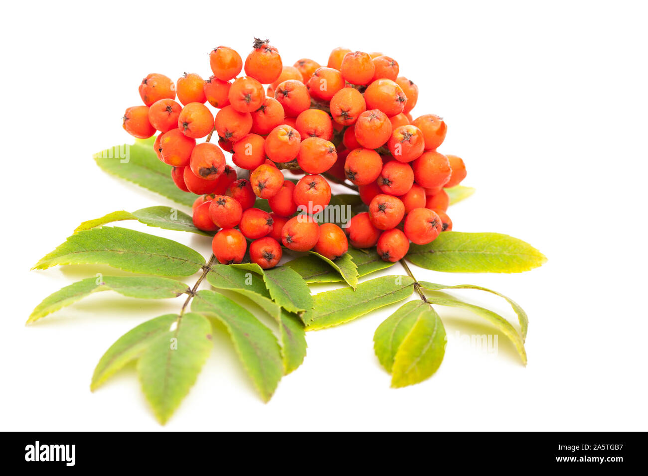 Rowan (Sorbus aucuparia) berries and leaves on white Stock Photo