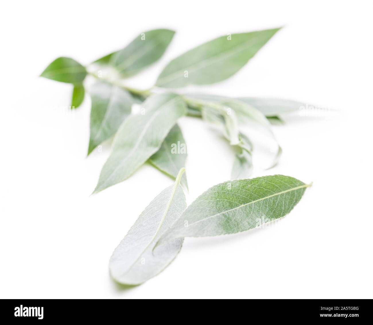 White willow (Salix alba) twig on a white background Stock Photo