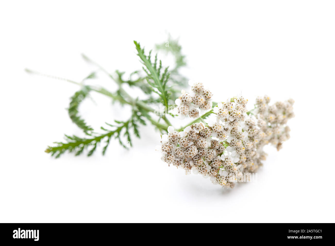 Yarrow (Achillea millefolium) diagonally on white background Stock Photo