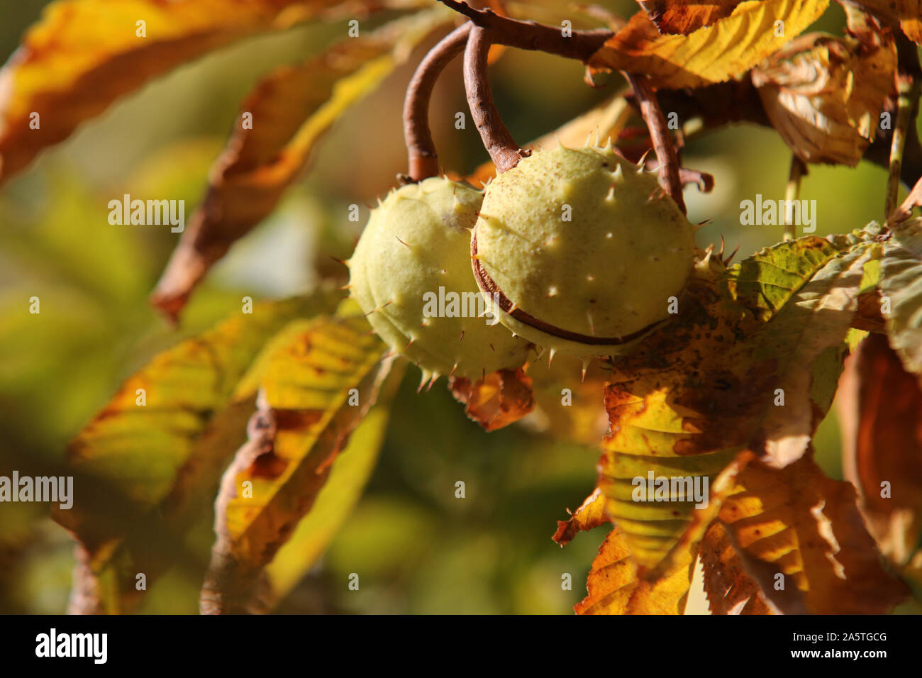 Blankenburg, Germany. 10th Oct, 2019. Mature chestnuts hang from a chestnut tree in the terrace garden of the small castle in Blankenburg. Credit: Matthias Bein/dpa-Zentralbild/ZB/dpa/Alamy Live News Stock Photo