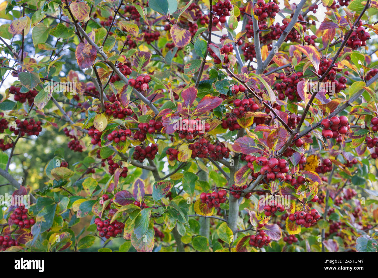 Crataegus persimilis 'Prunifolia splendens' berries in Autumn. Broad -leaved cockspur thorn ‘Prunifolia’ Stock Photo