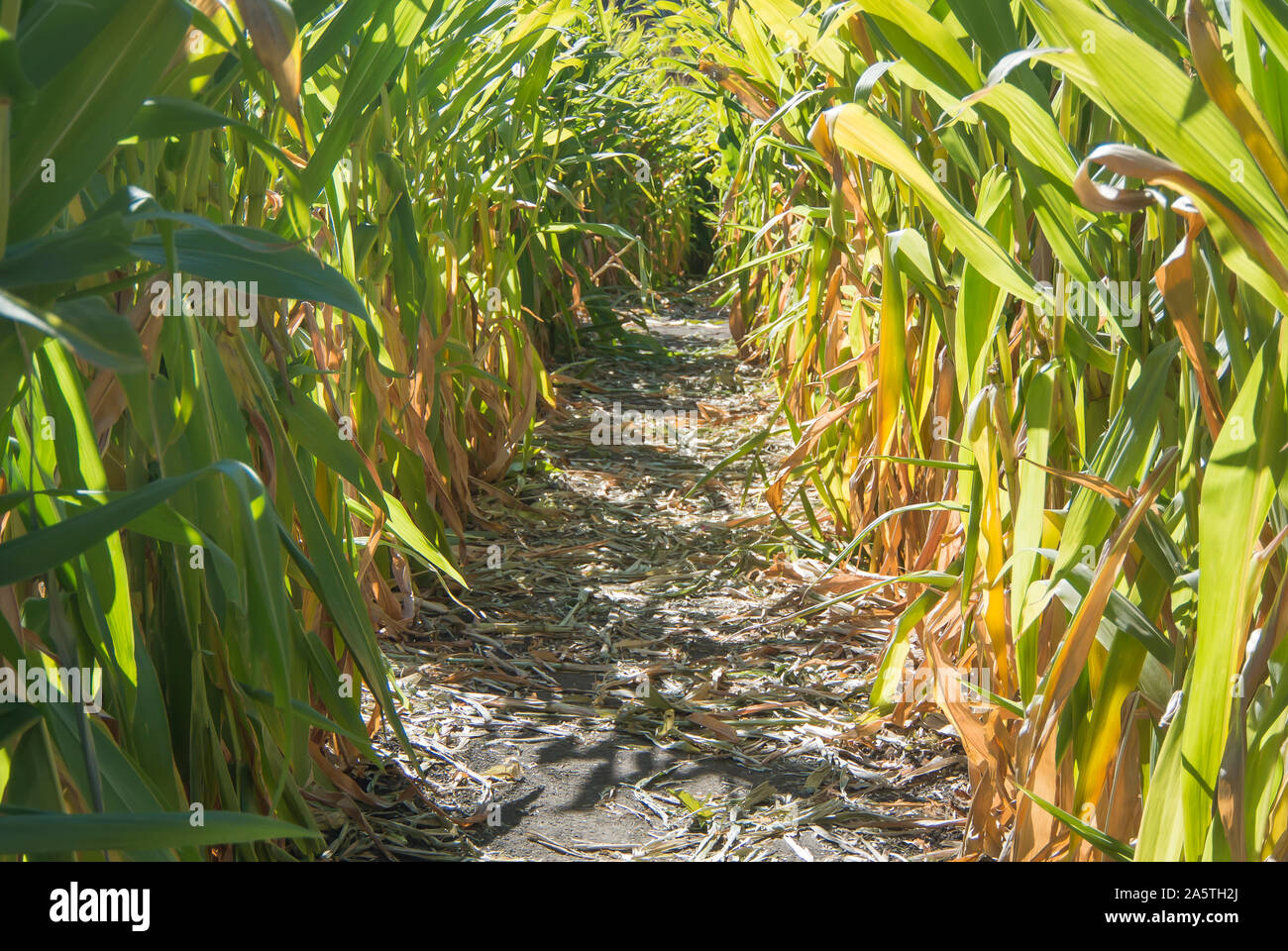 Pathway Through Corn Maze Stock Photo Alamy