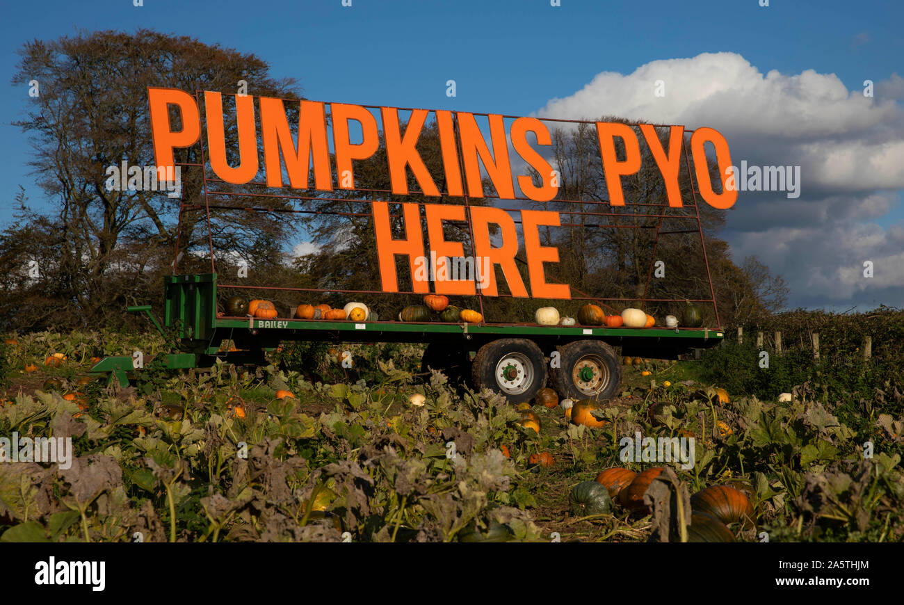 A large sign made visible to motorists at a pick-your-own pumpkin field near Cardiff, October 2019. Stock Photo