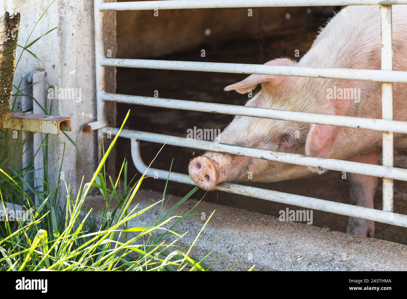 Pig reaching towards grass through fence Stock Photo