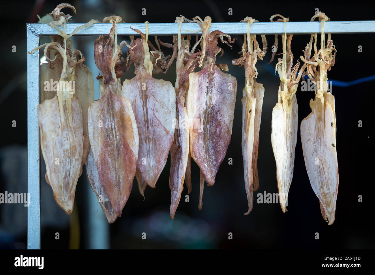 Close up of dried cuttle fish hanging. Stock Photo