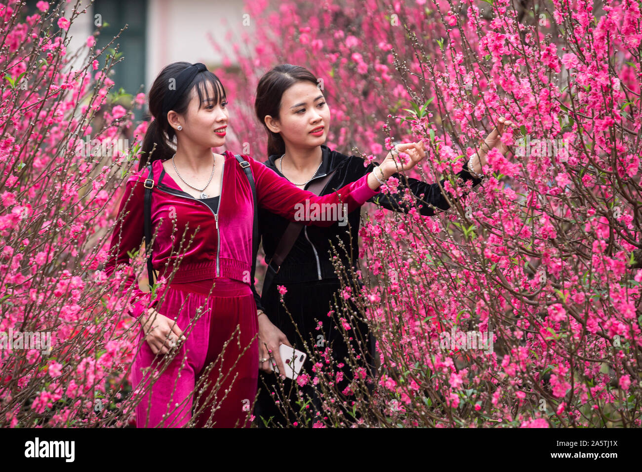 Two Vietnamese women examine Hanoiâ€™s colorful cherry blossoms. Stock Photo