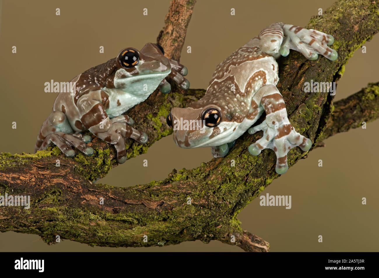 Mission Golden-eyed Tree Frogs (Trachycephalus resinifictrix Stock ...