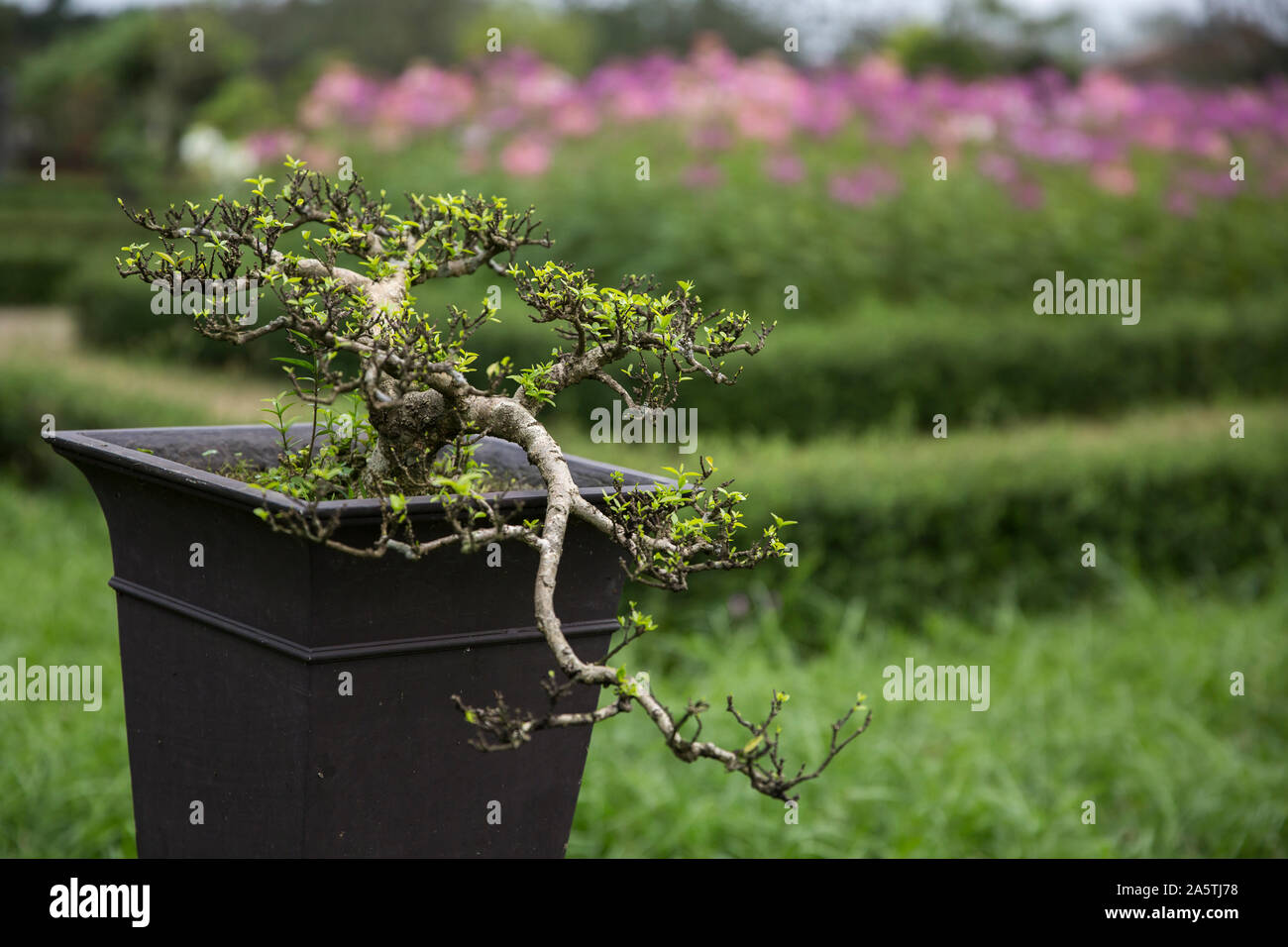 Bonsai Garden High Resolution Stock Photography and Images Alamy