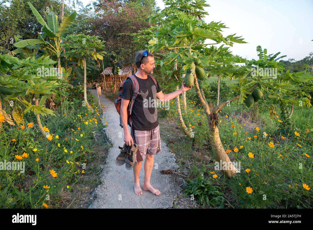 A man examines papayas in a lush Vietnamese setting. Stock Photo