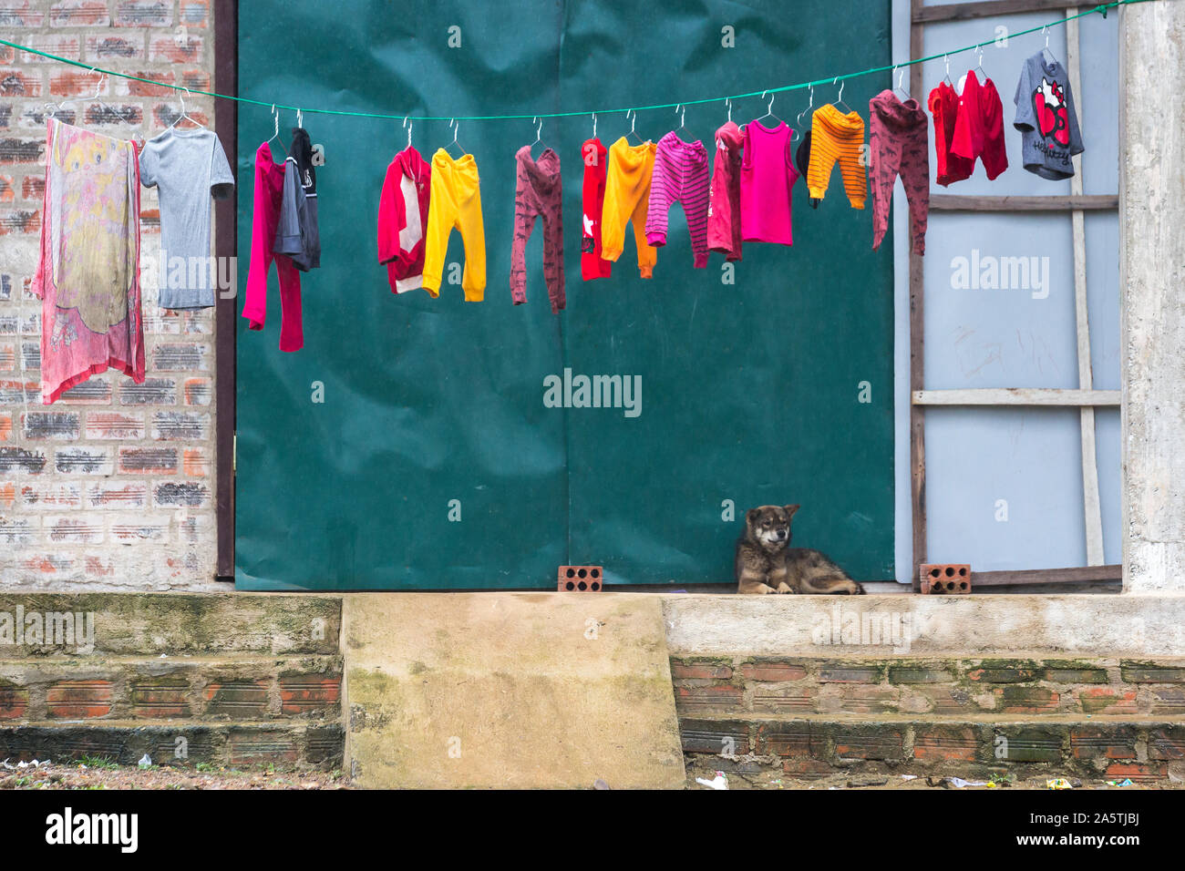 Colorful laundry hangs on a clothes line while a dog lies below it. Stock Photo