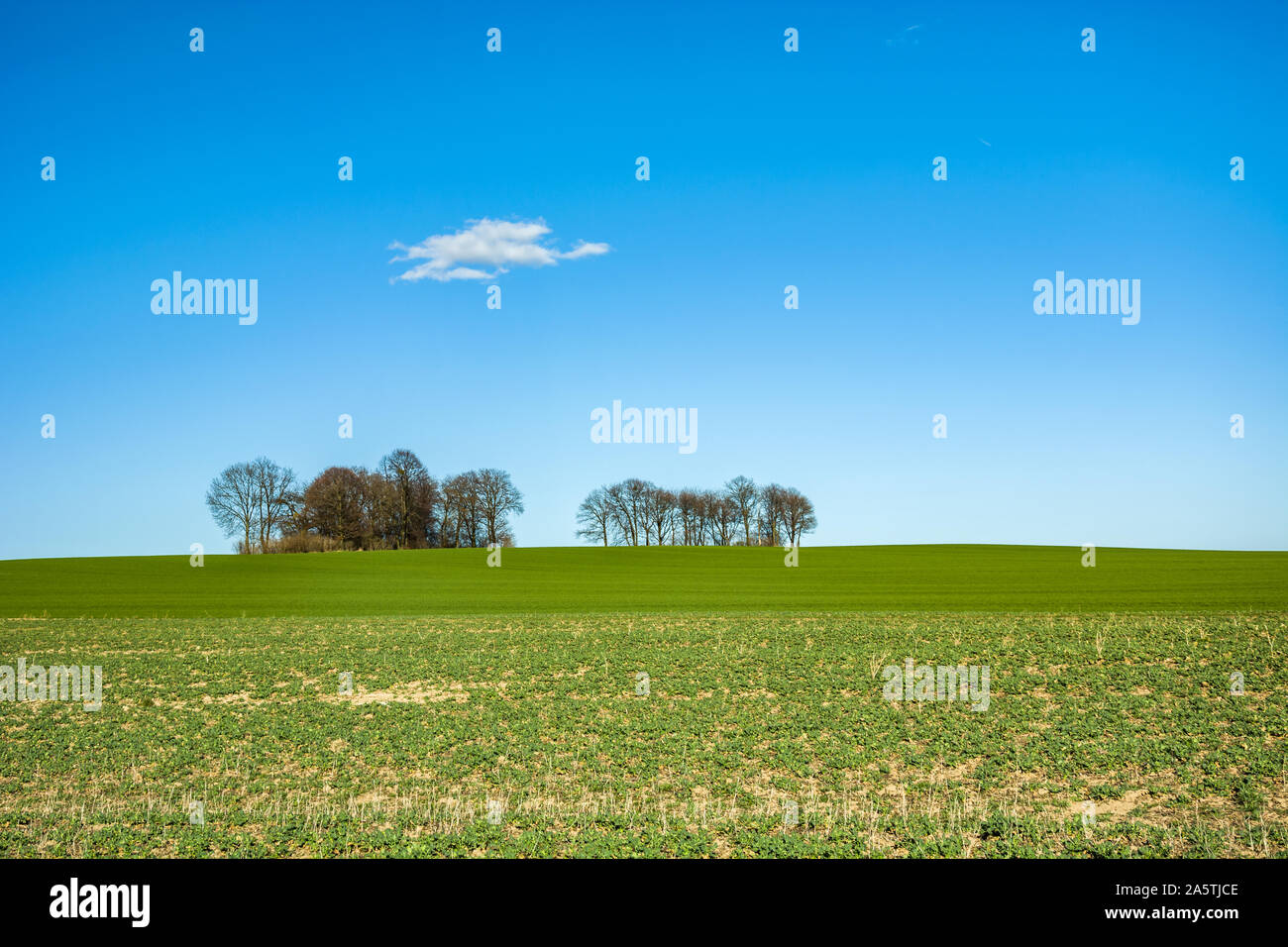 Green field, trees without leaves on the horizon and white cloud on the ...