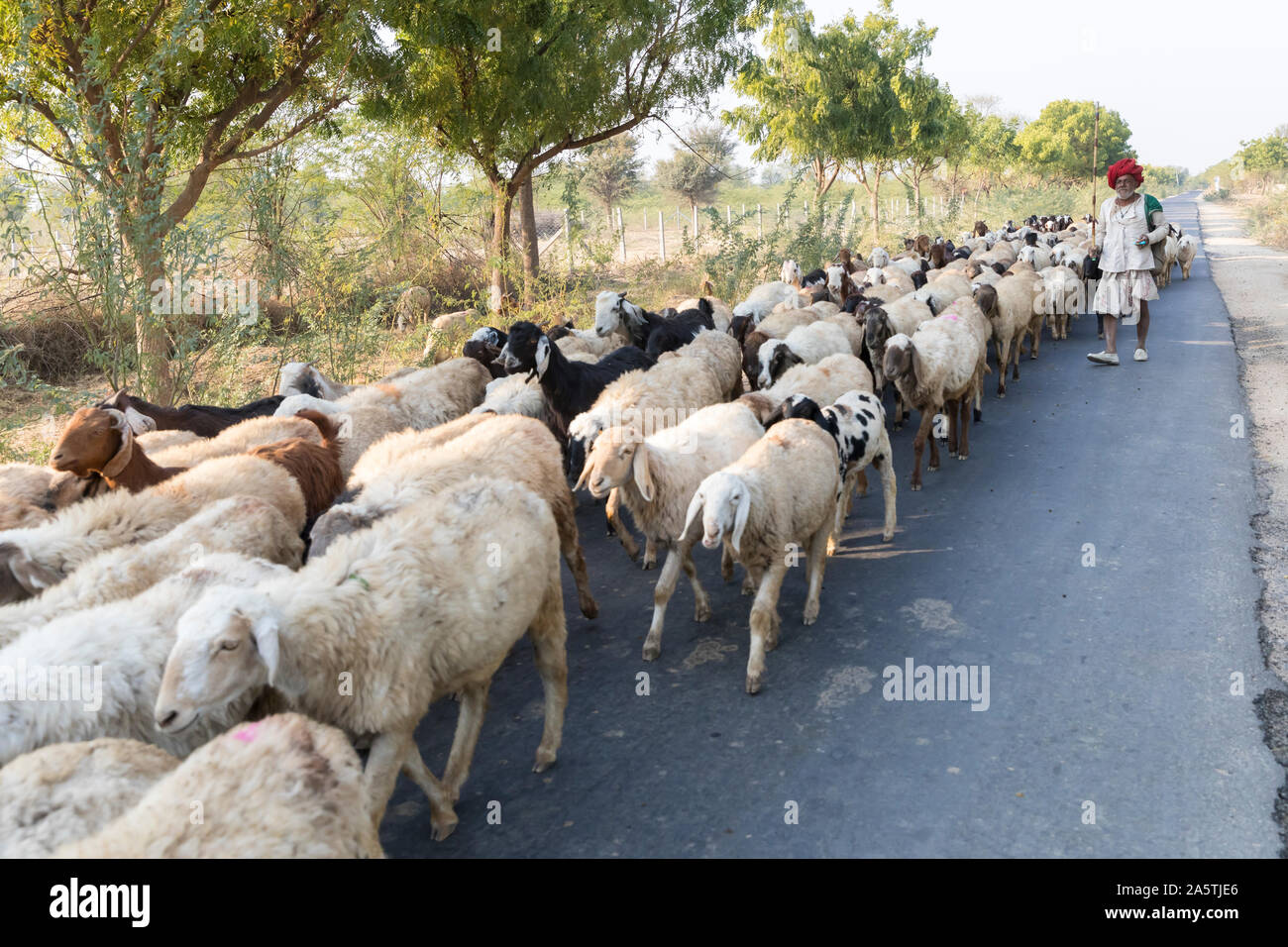 An Indian man in turban shepherds his flock of sheep down a road. Stock Photo