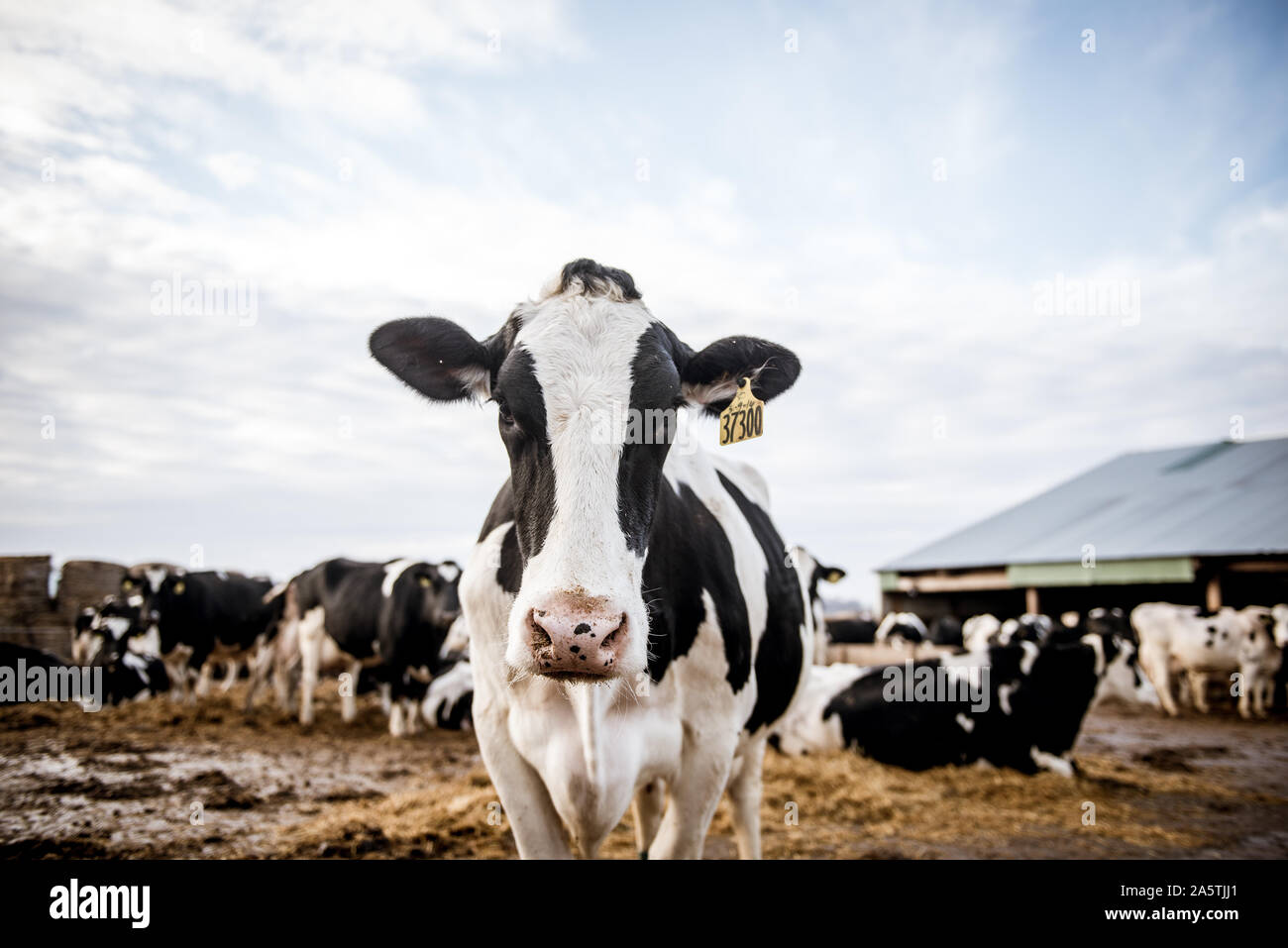 cow on farm Stock Photo