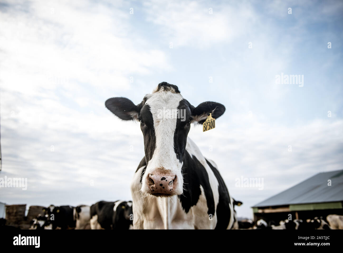 Cow on Farm Stock Photo