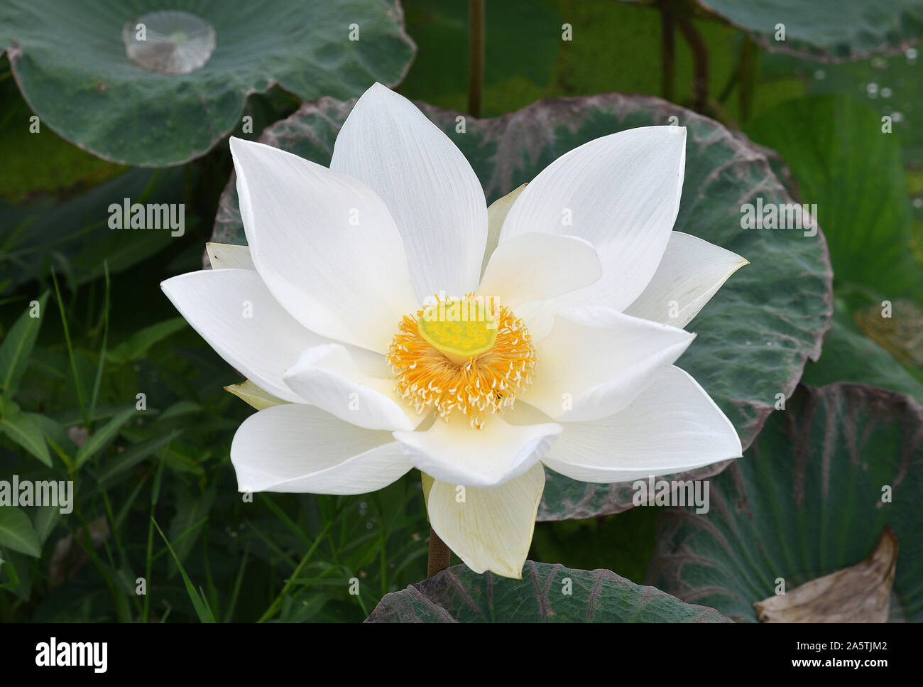 Lotusblume Stock Photo