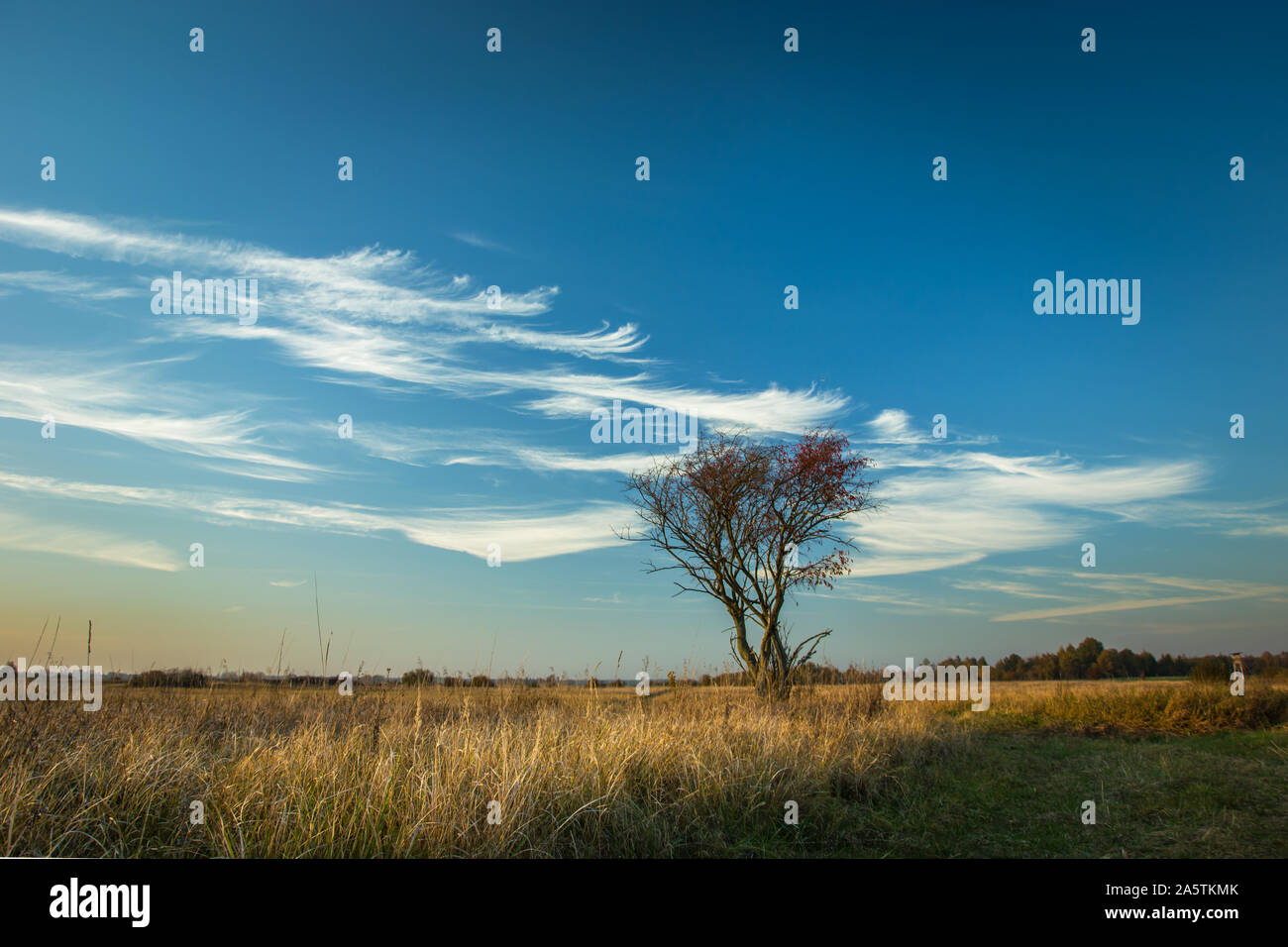 White clouds on the blue sky and a lonely tree in the meadow Stock ...
